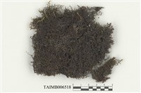 藏品(耳葉蘚屬)的圖片